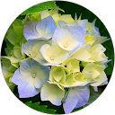 Carole Dugal profile picture